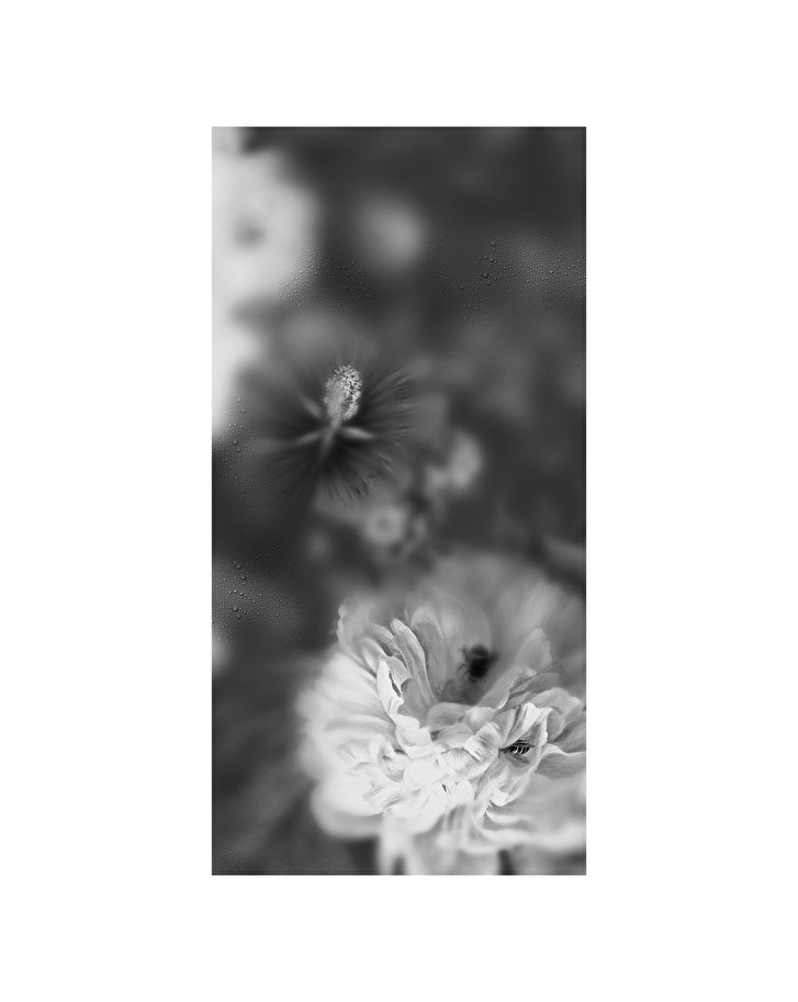 Devon&DevonBlossom Black&White - Decor Slabs 60x120 (4 pcs. set)墙板